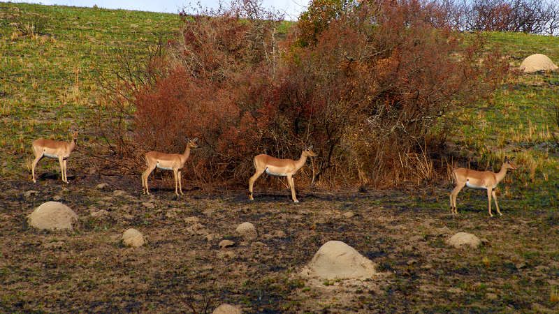 Антилопы (ЮАР) фото превью