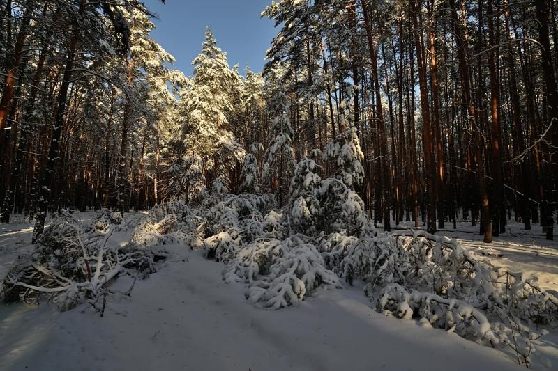 Рождественский лес... фото превью