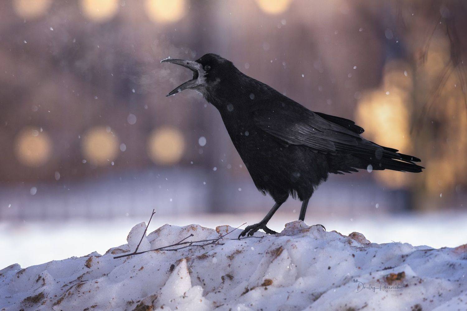 , Посевич Дмитрий