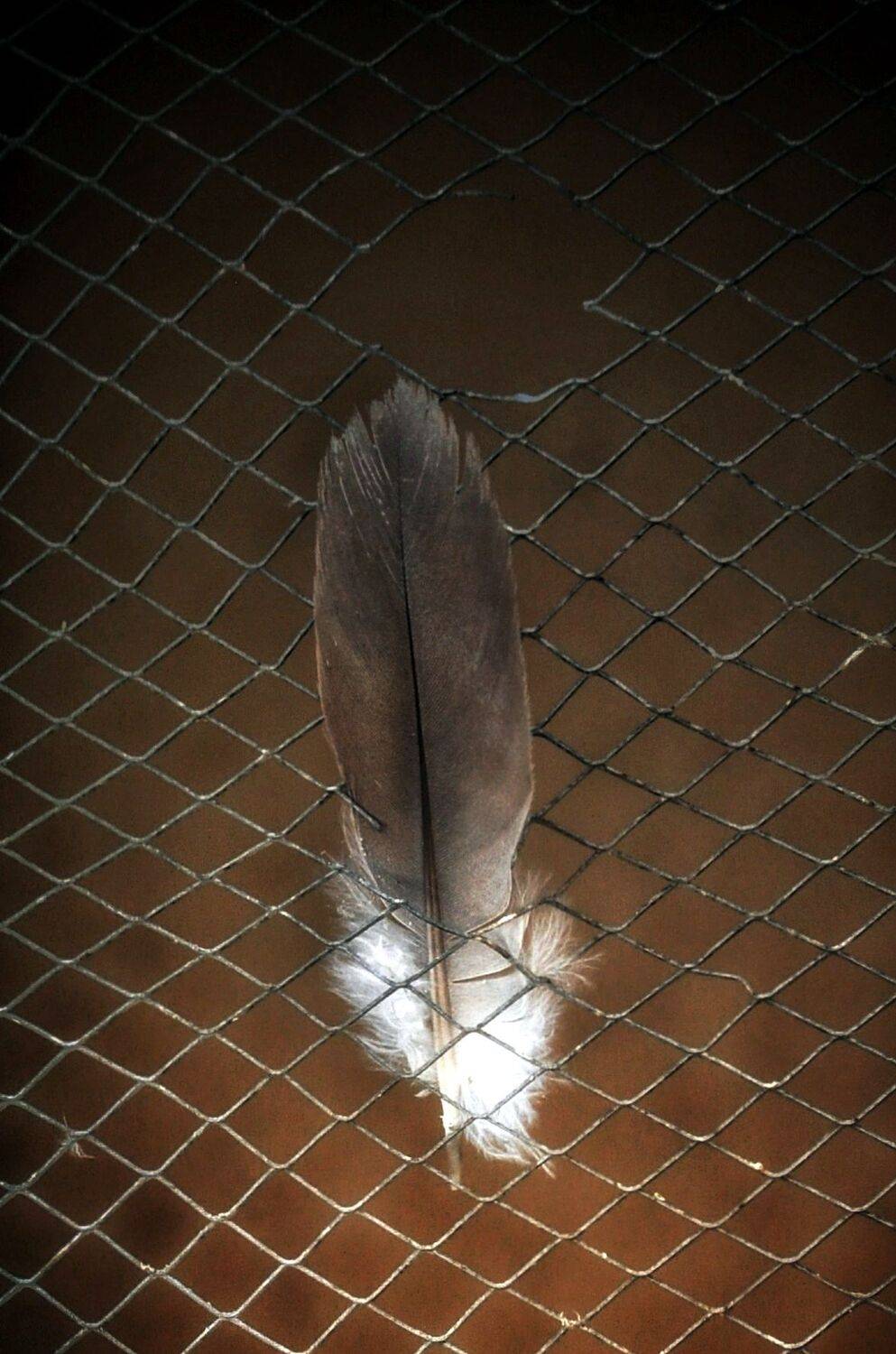 , غيث الساعدي