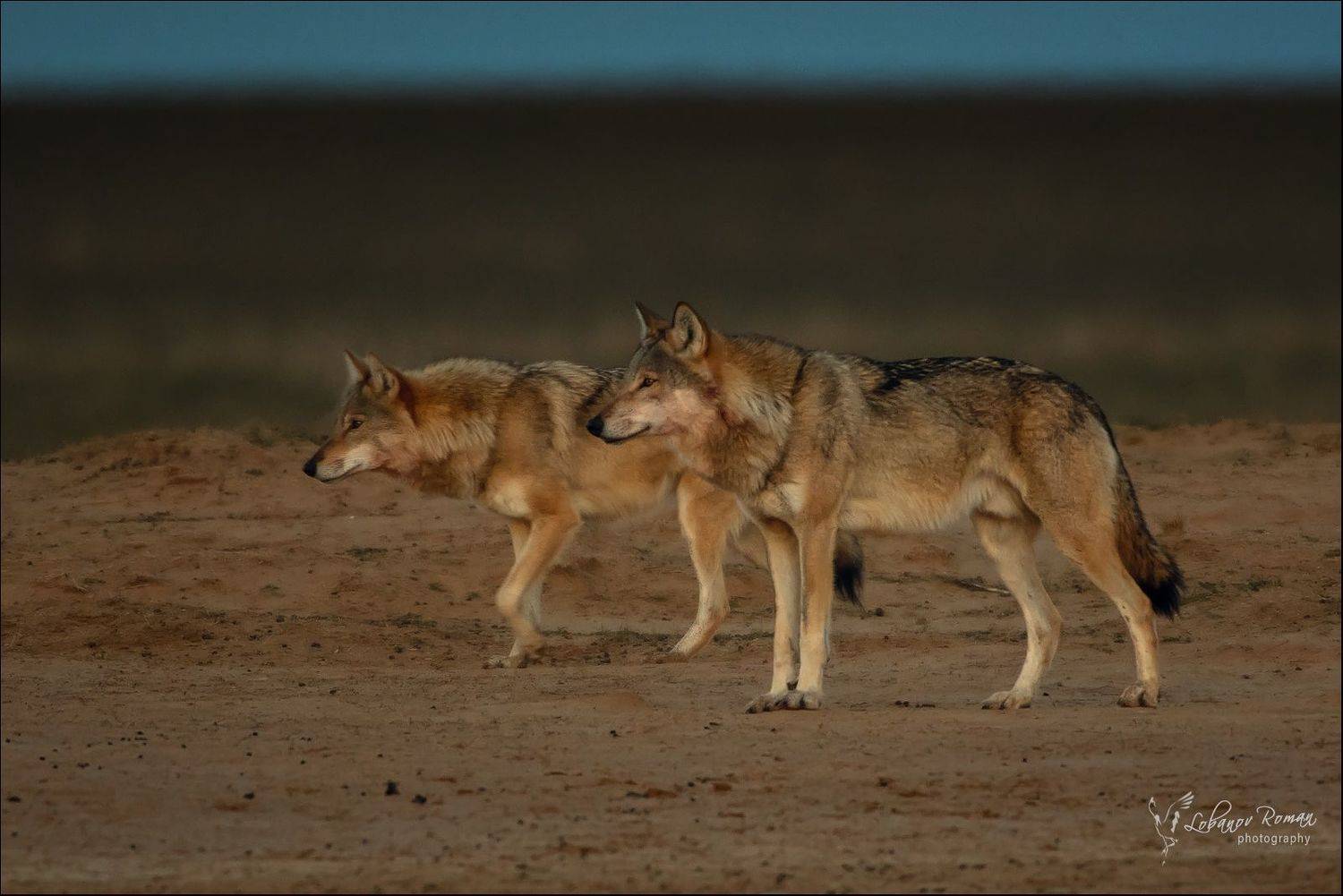 Волк заказник Степной Лобанов Пересвет, Лобанов Роман