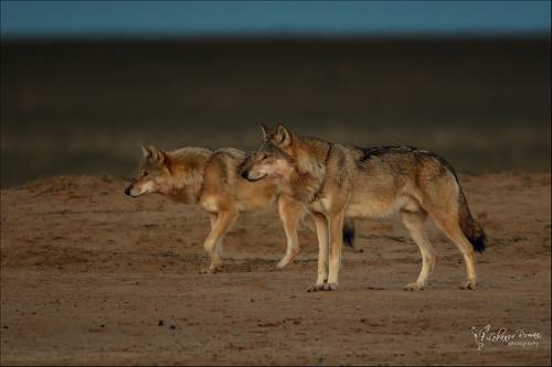 Крадутся ... 