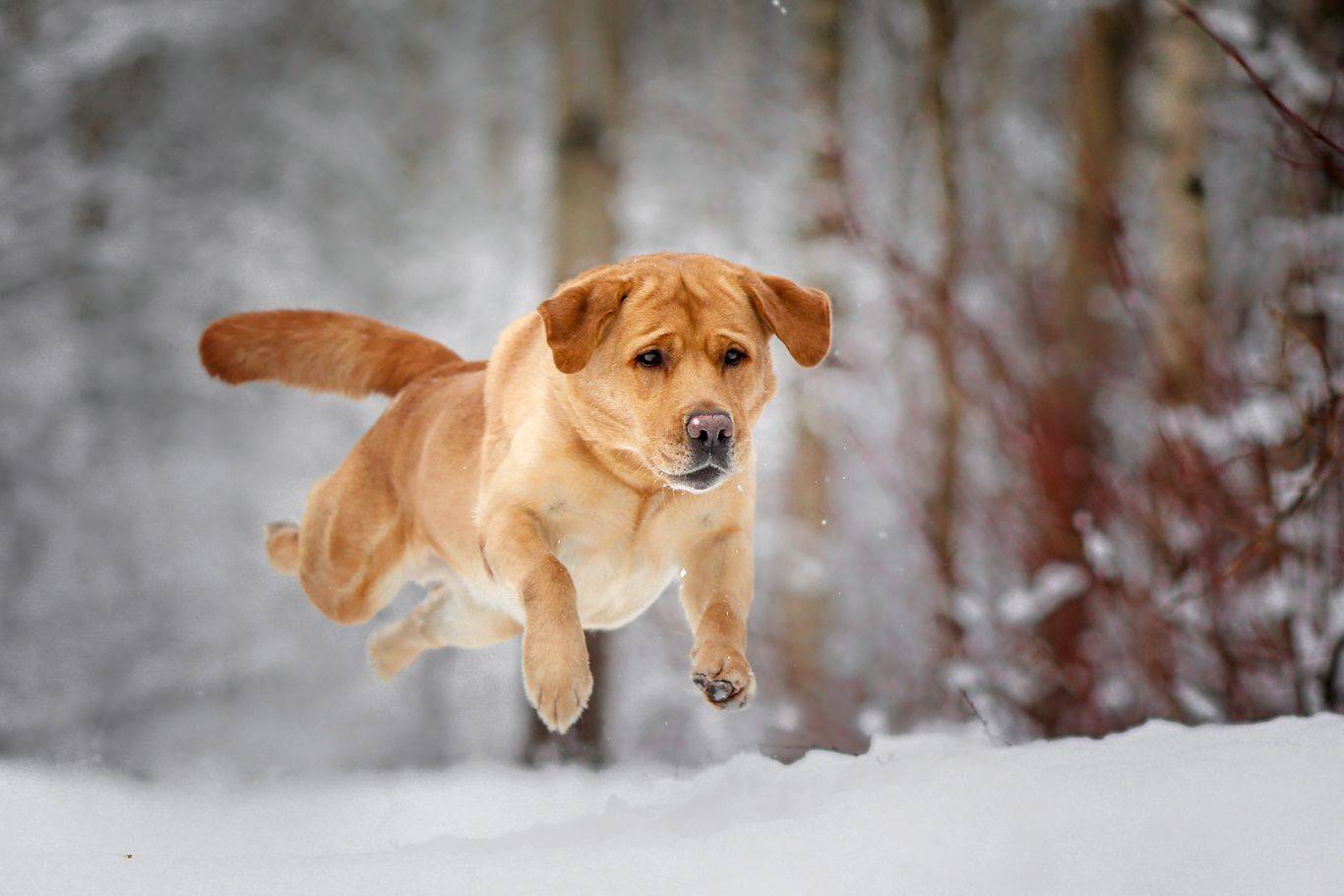 , Андрей Ершов