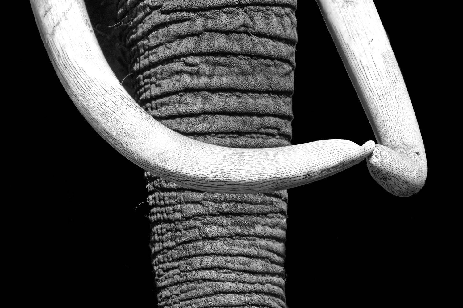 wildlife, elephant, endangered, , Subi Sridharan