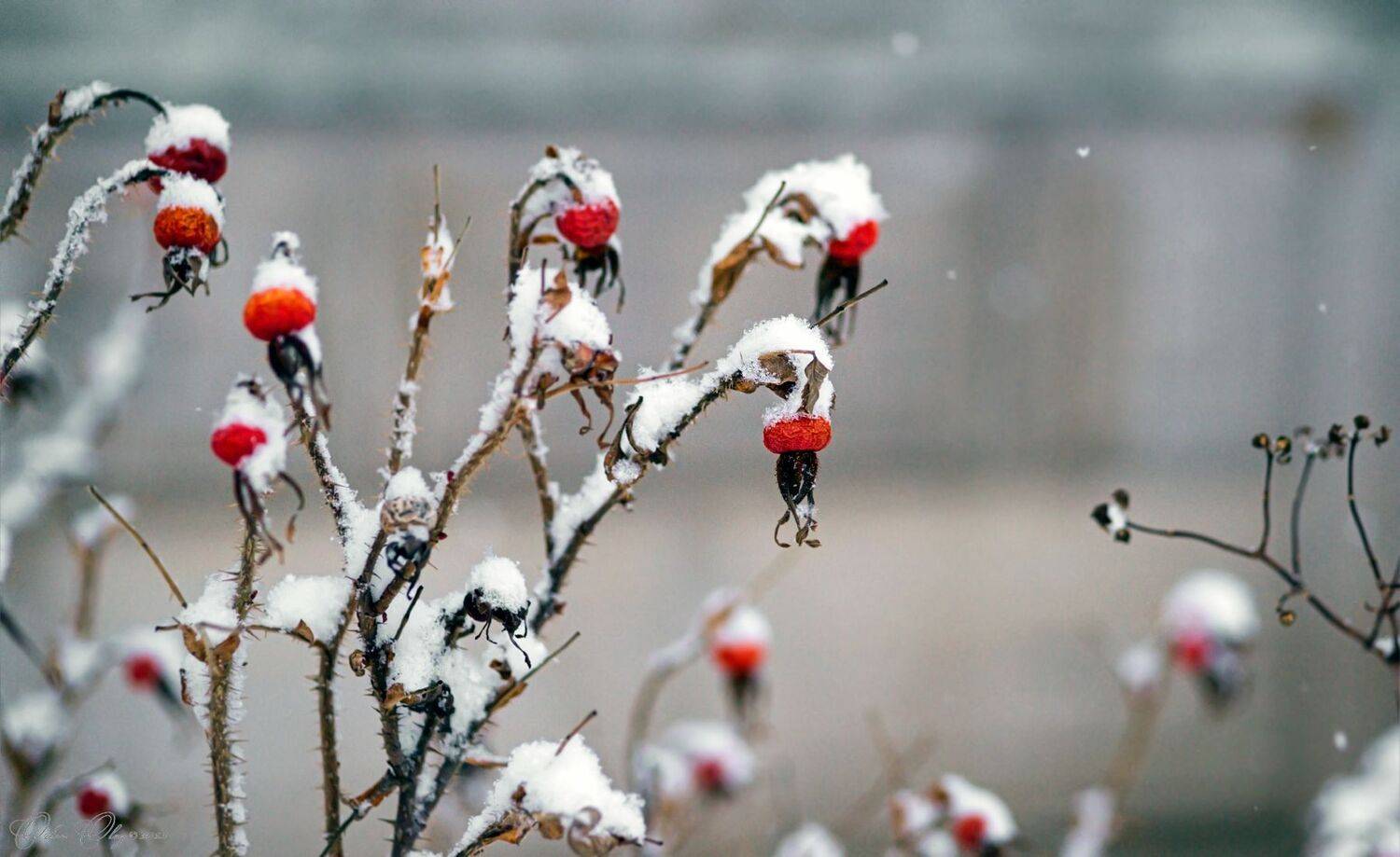 , Орлов Олег