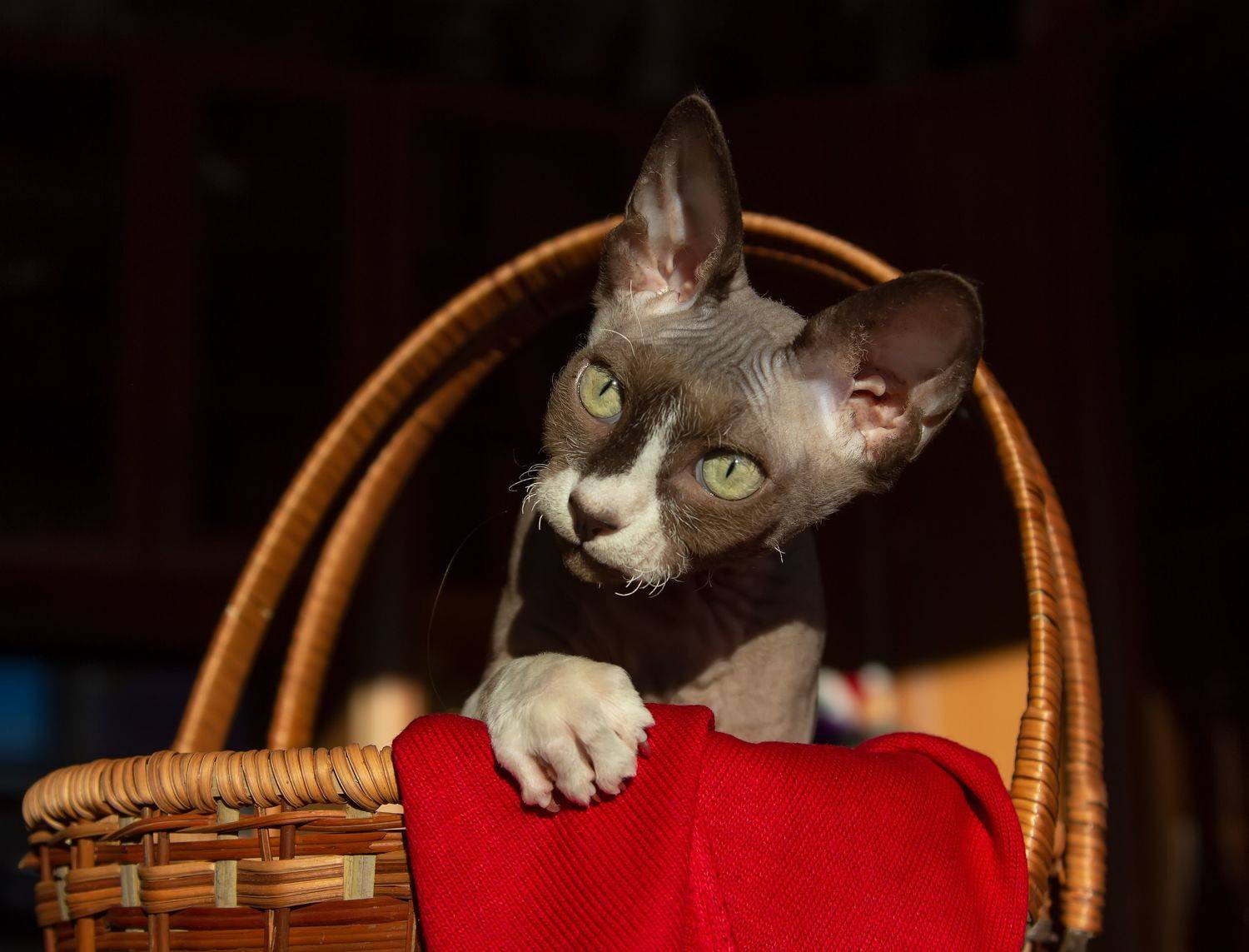 кот, сфинкс, Феденкова Татьяна