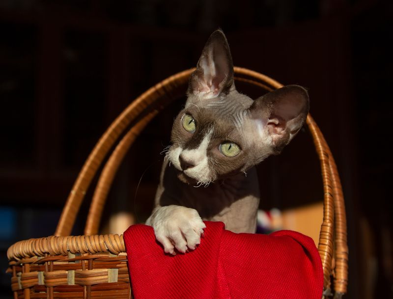 кот, сфинкс Шкипер... фото превью