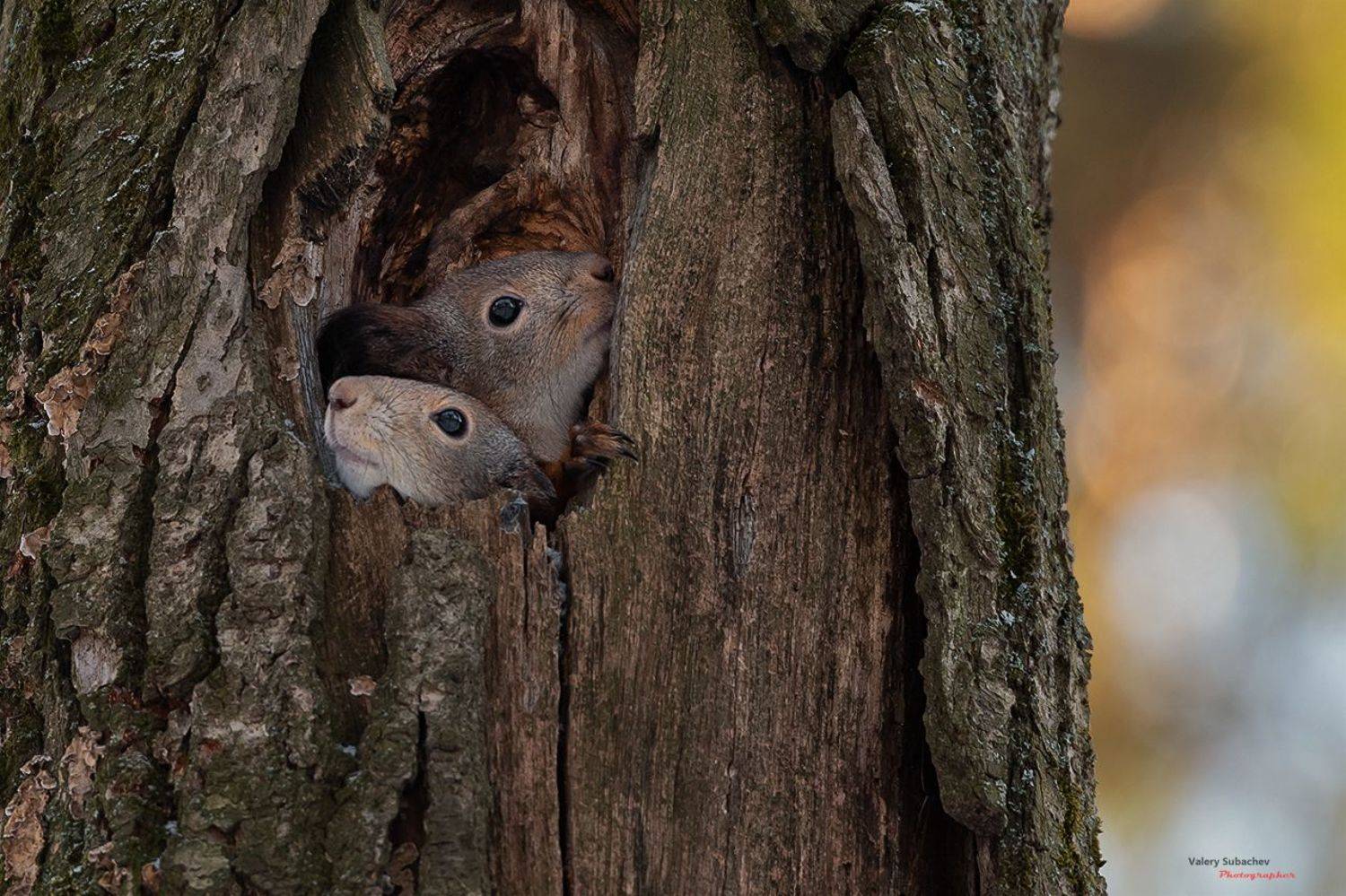 , Валерий Субачев