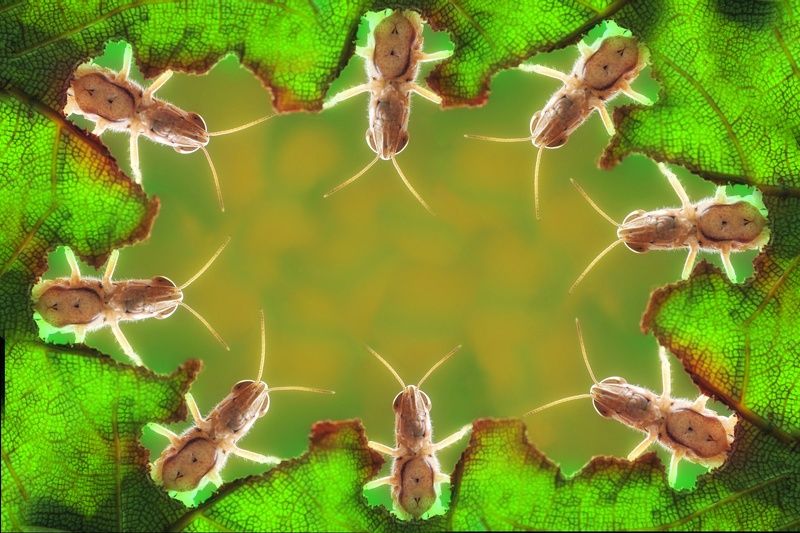 Macro Grasshoppers фото превью