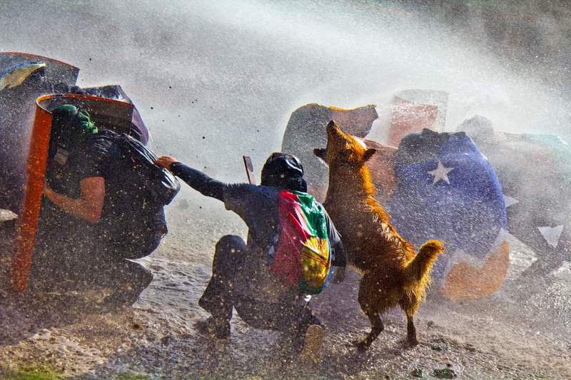 reportage, photojournalist, photography,  photo, journalist, social uprising, portraits, portrait, social, dogs, dog, bastian cifuentes araya, periodista furioso, periodistafurioso, 18 de octubre, revuelta social, REVUELTA SOCIAL EN CHILE 2019/2022 фото превью