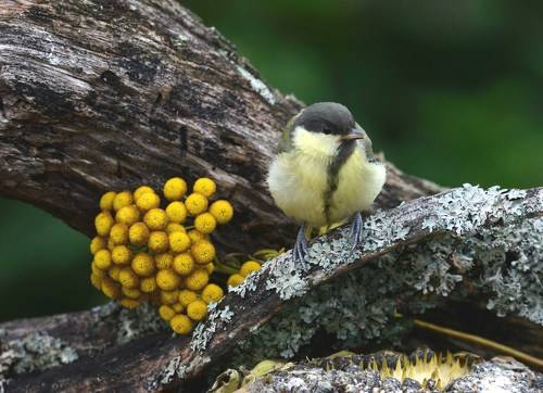 Не смысленыш