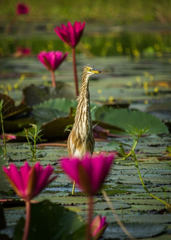 #bird #natgeo #photography #birdphotography #nature #beeeater #green #animal #wildlife Indian Pond Heron фото превью