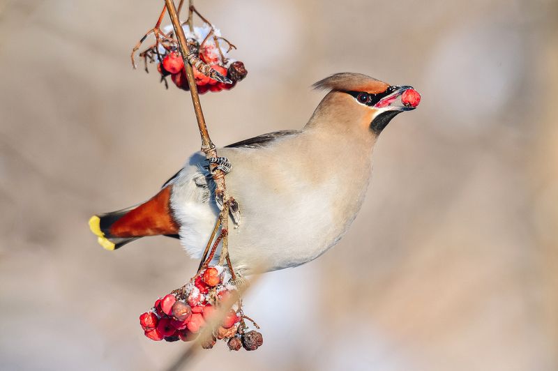 Свиристель / Bombycilla garrulus / Bohemian waxwing фото превью