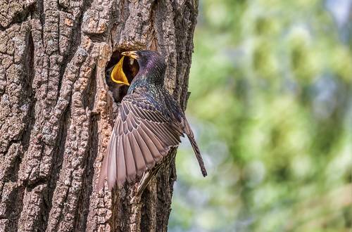 скворцы, заботы..