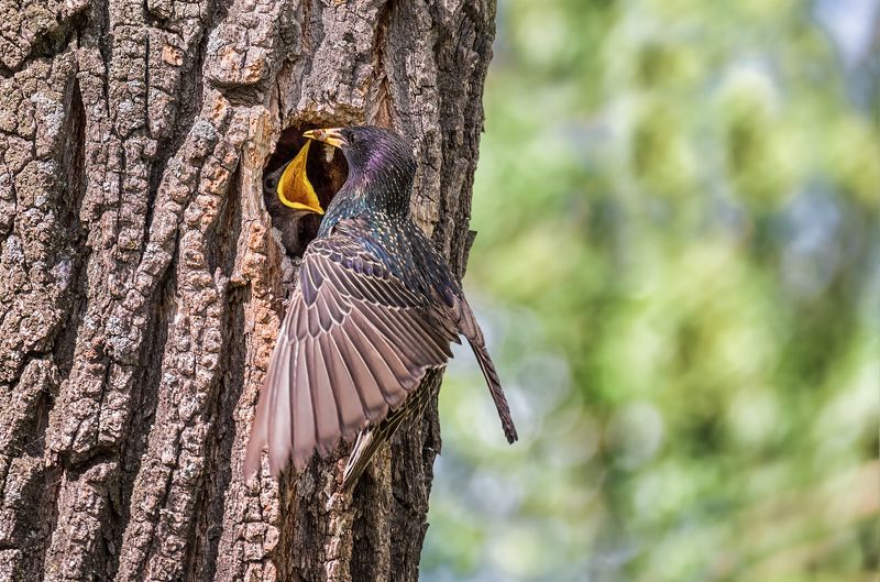 птицы, скворцы,  заботы птенцы, скворцы, заботы.. фото превью