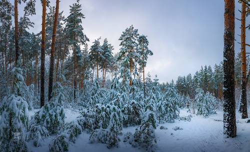 Морозные сумерки