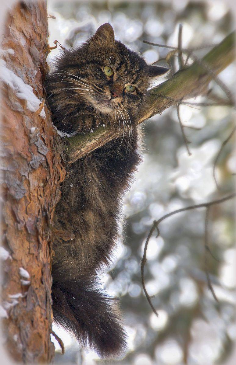 кот, зима, дерево, Сергей Аникин