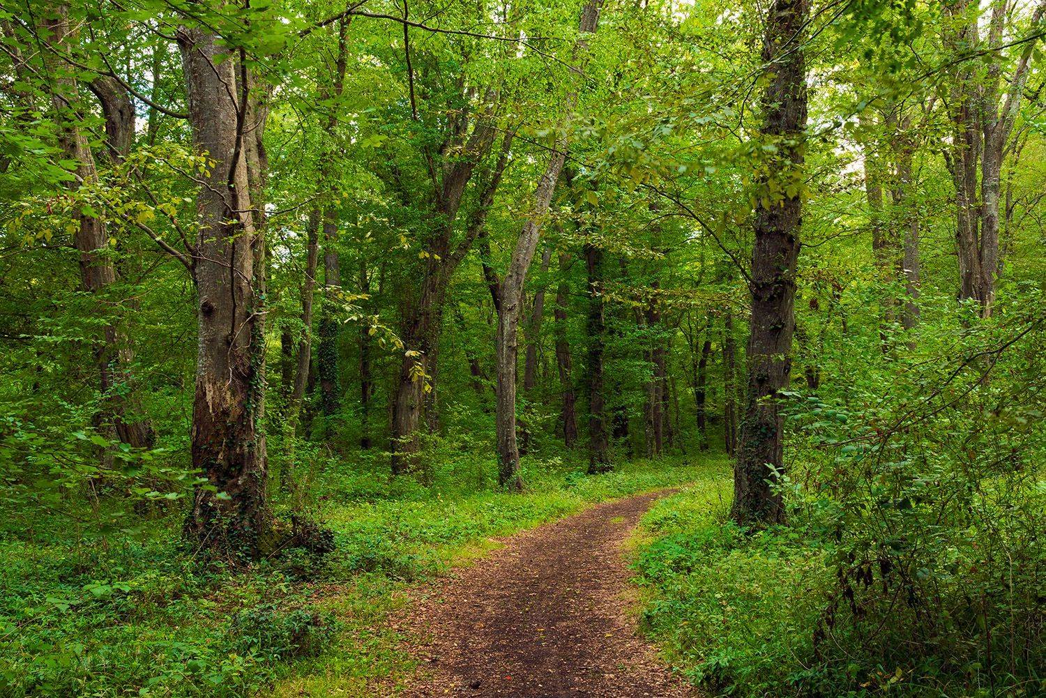 лес, лето, тропа, тропинка, свежесть, красота, Valery