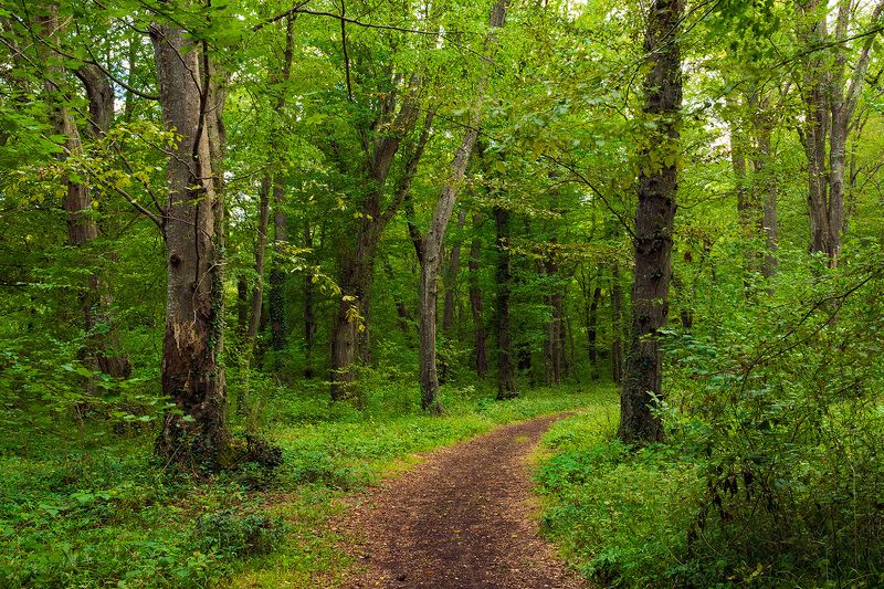 лес, лето, тропа, тропинка, свежесть, красота Зеленый летний лес фото превью