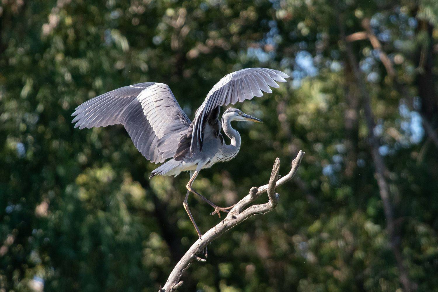 Ardea cinerea, bird, birds, birdswatchin ,volgograd, russia,wildlife, , Сторчилов Павел