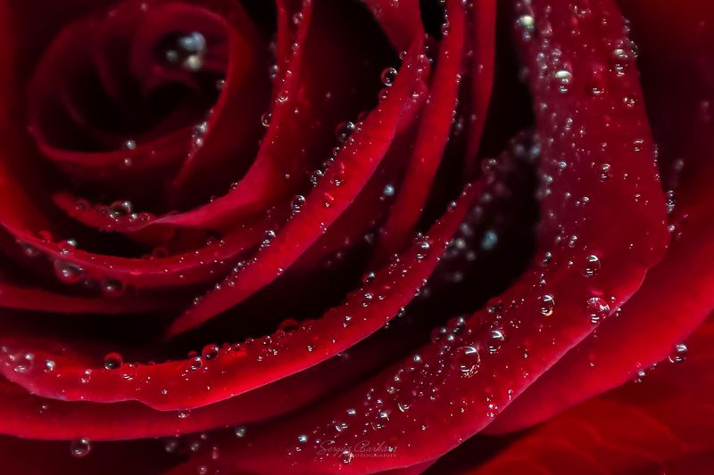 Rose... фото превью