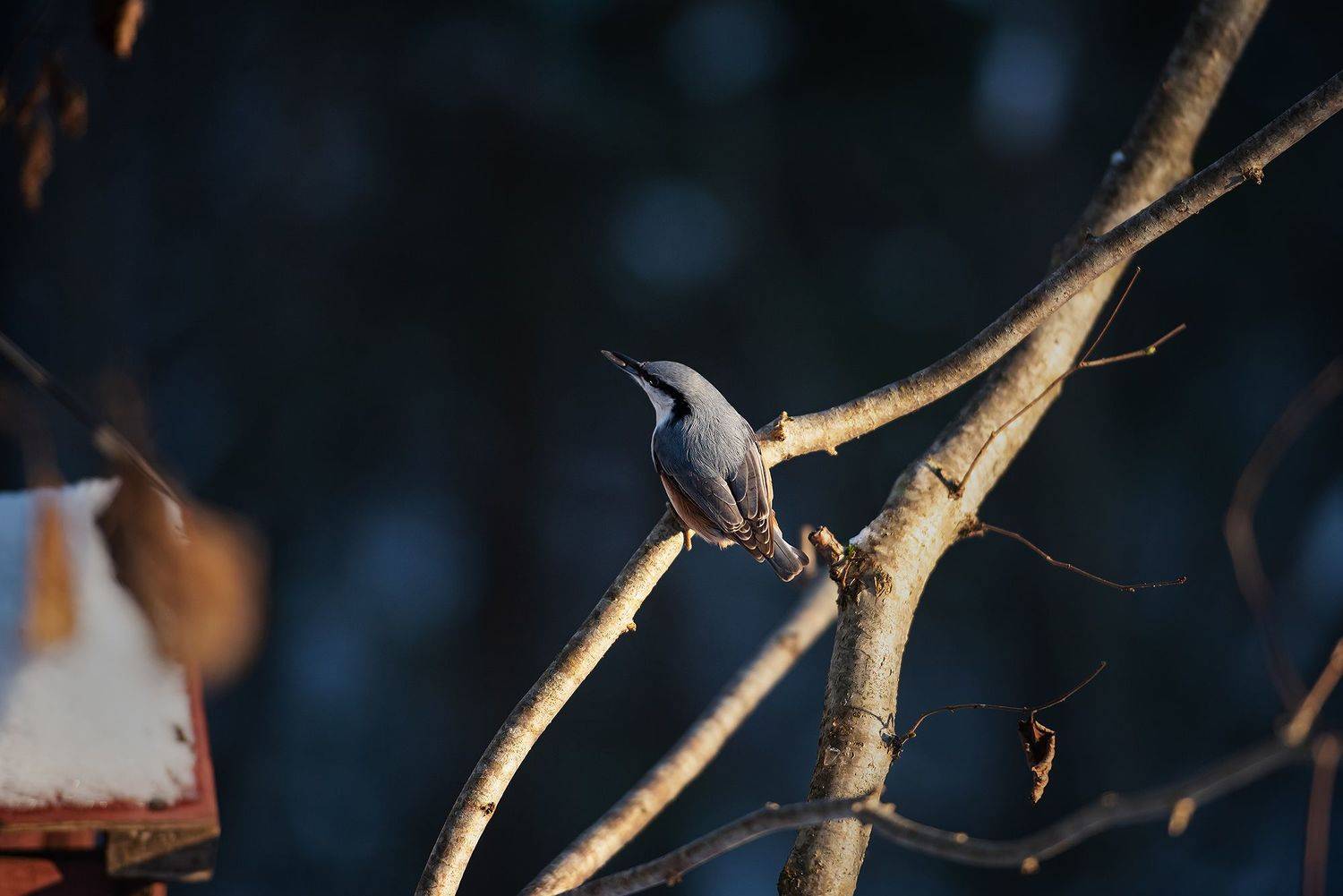 поползень зима лес ветка птица, Сальников Евгений