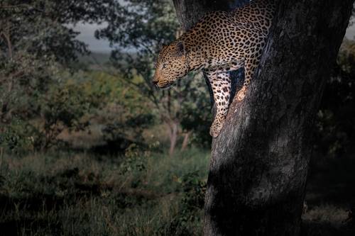Leopard in the morning light