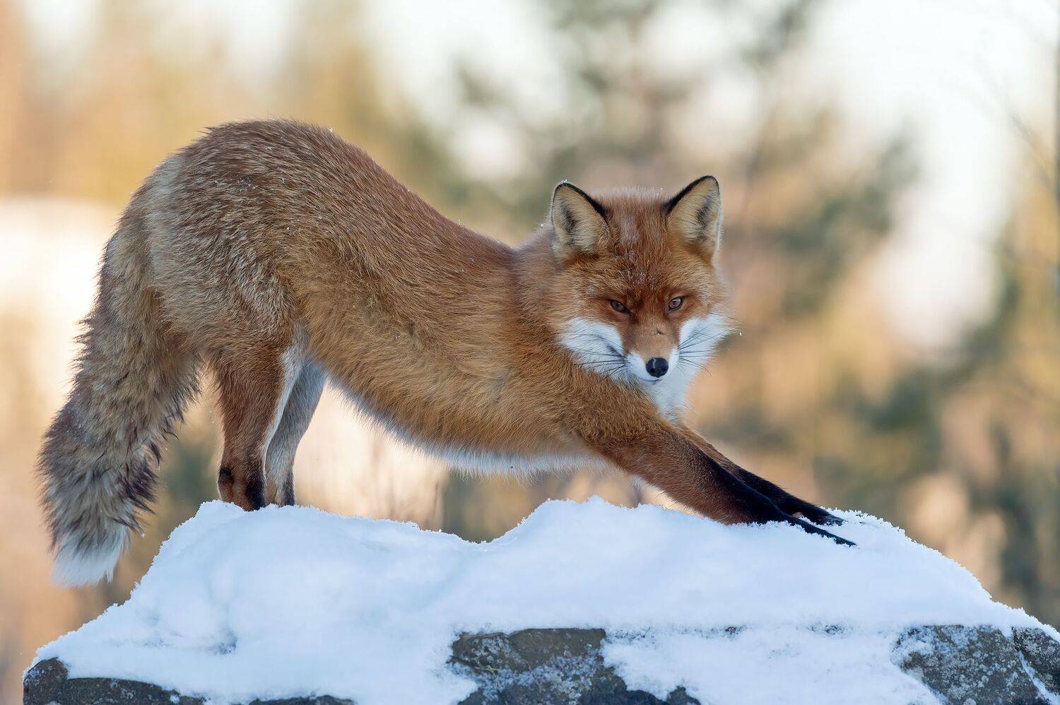 , Калинин Михаил