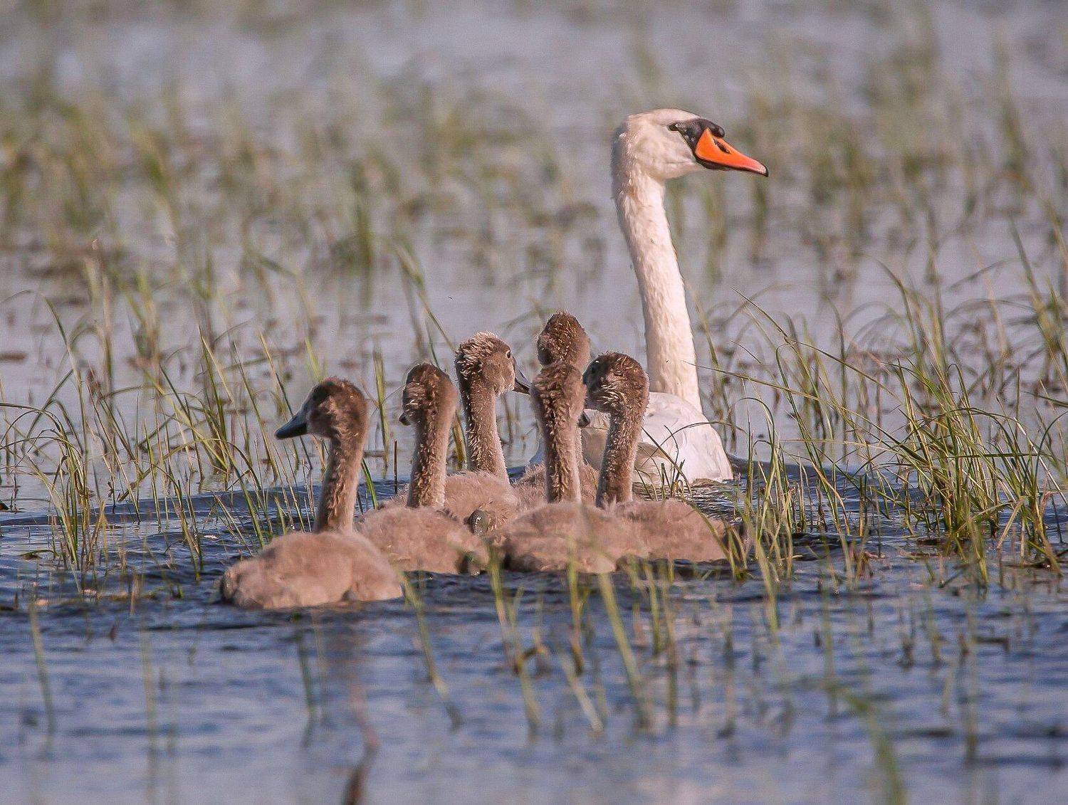 весна-половодье, Сергей цыбизов