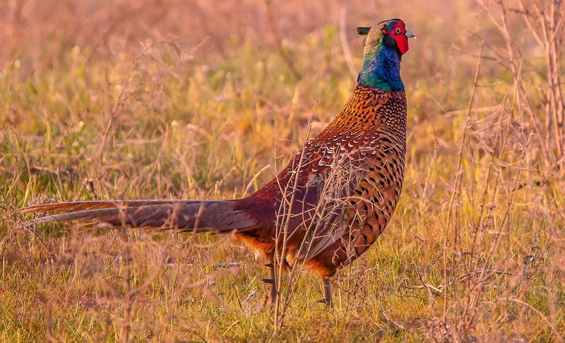 вид птиц из подсемейства phasianinae семейства phasianidae. Ф А З А Н фото превью