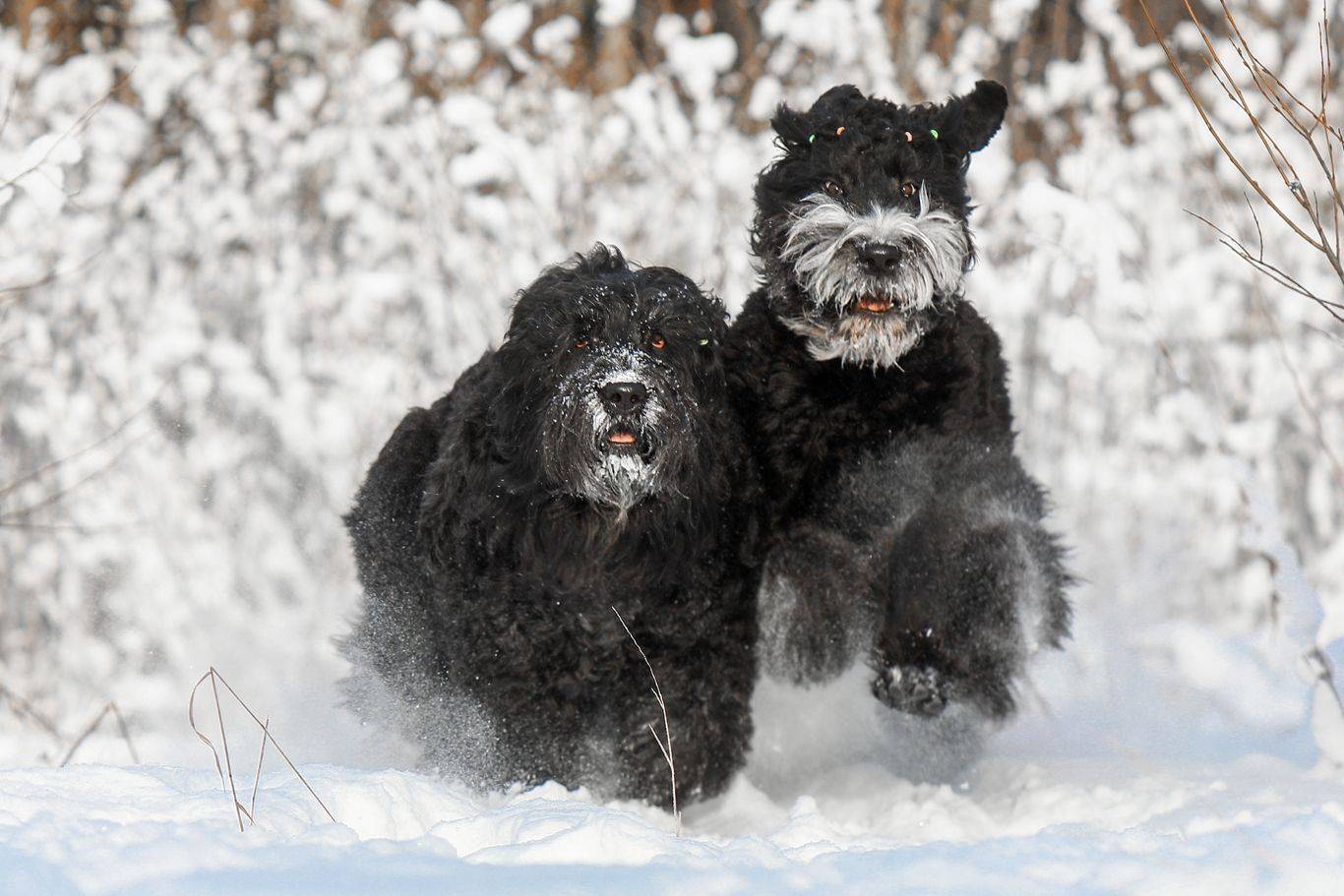 , Андрей Ершов