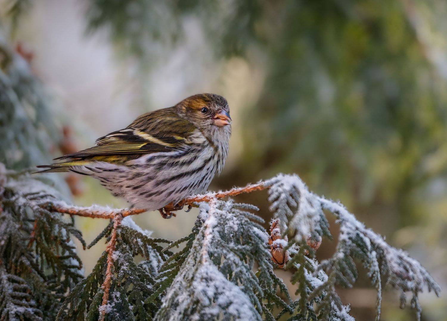 , Курлянцев Алексей