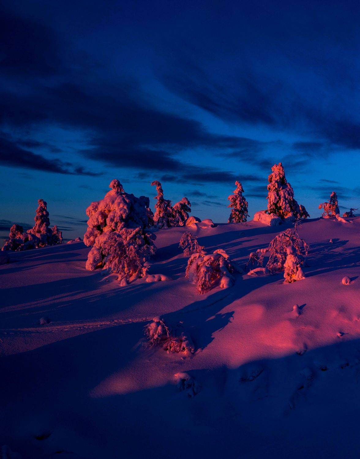 пейзаж, ночь, лес, север, закат, Karasev Pavel