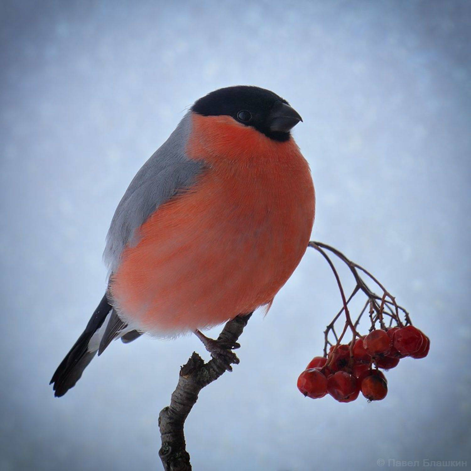 птицы, Блашкин Павел