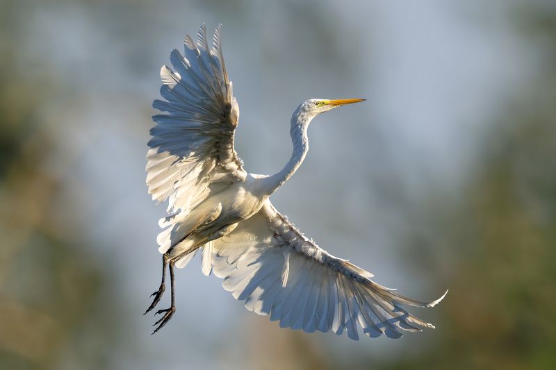 Great egret фото превью