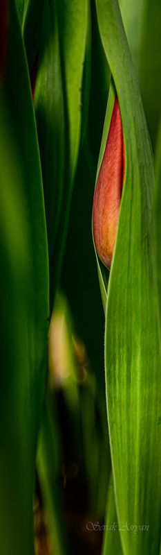 Tюльпаны фото превью