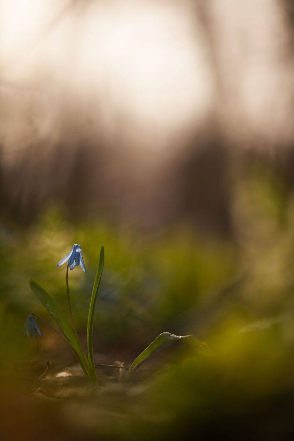 , Викулов Николай