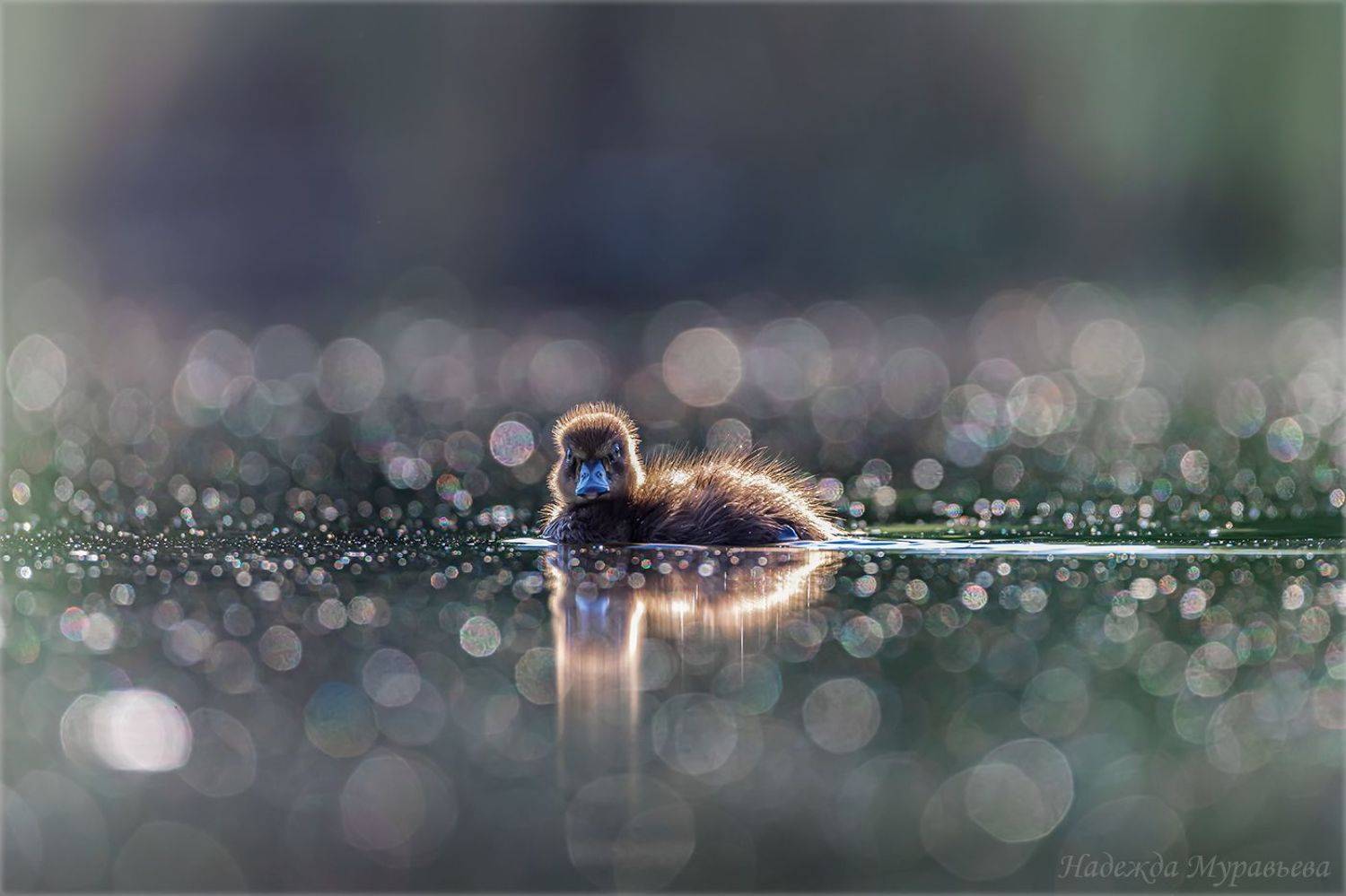 aythya fuligula, чернеть, хохлатая чернеть, боке, арт, Надежда Муравьёва