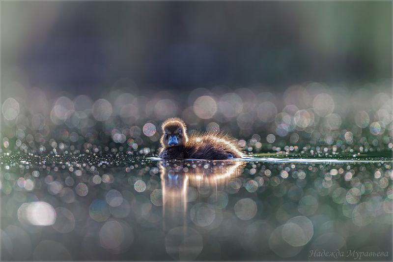 aythya fuligula, чернеть, хохлатая чернеть, боке, арт Детёныш фото превью