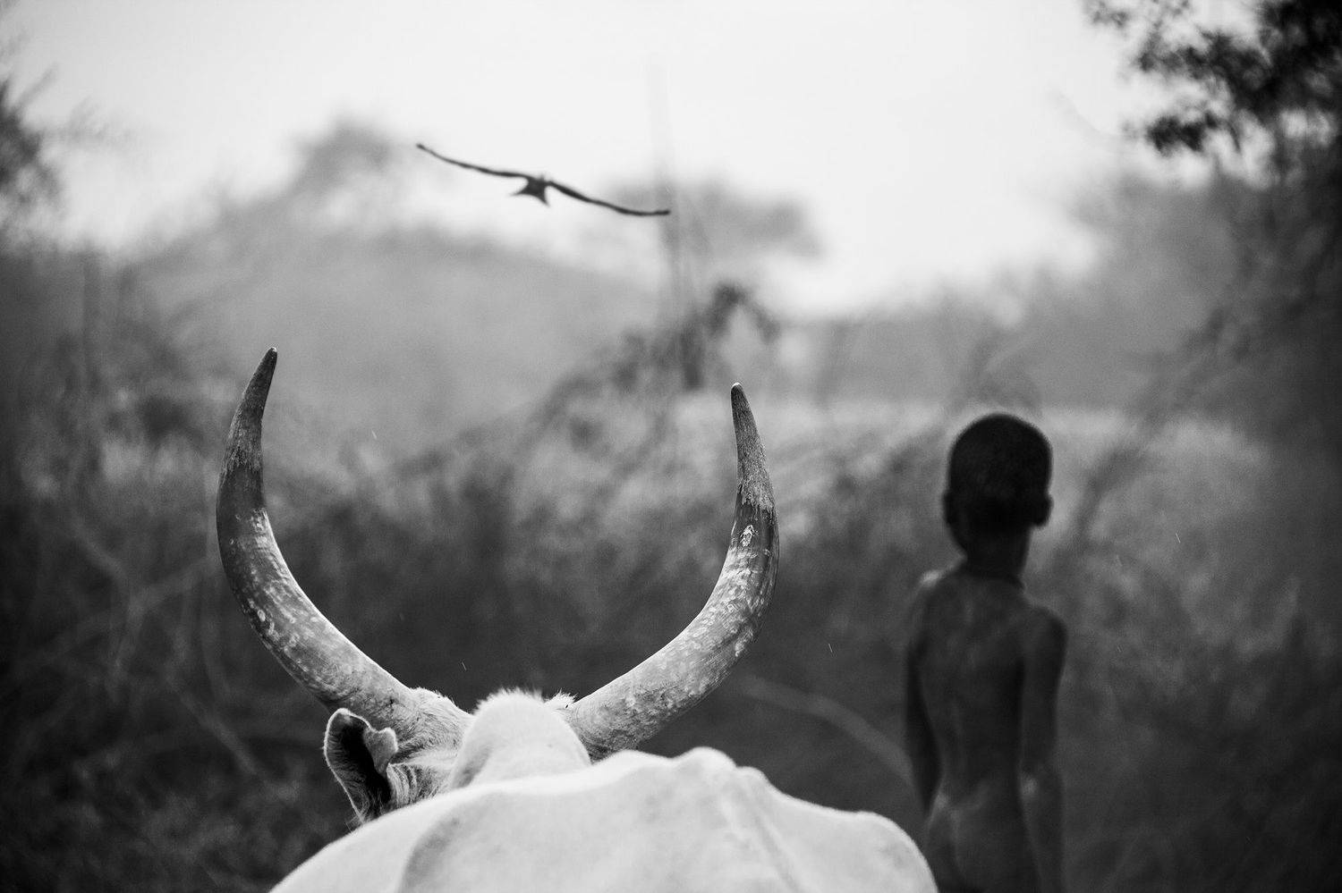 child,people,children,kids,boy,kid,africa,person,mundari,dinka,sudan,tribal,tribe,horns,cattle,animal,horn,horned,cow,rural,terekeka,south sudan,african,ethnic,cows,boys,native,indigenous,dusk,twilight,livestock,farm,farming,countryside,animals,africans,s, Svetlin Yosifov