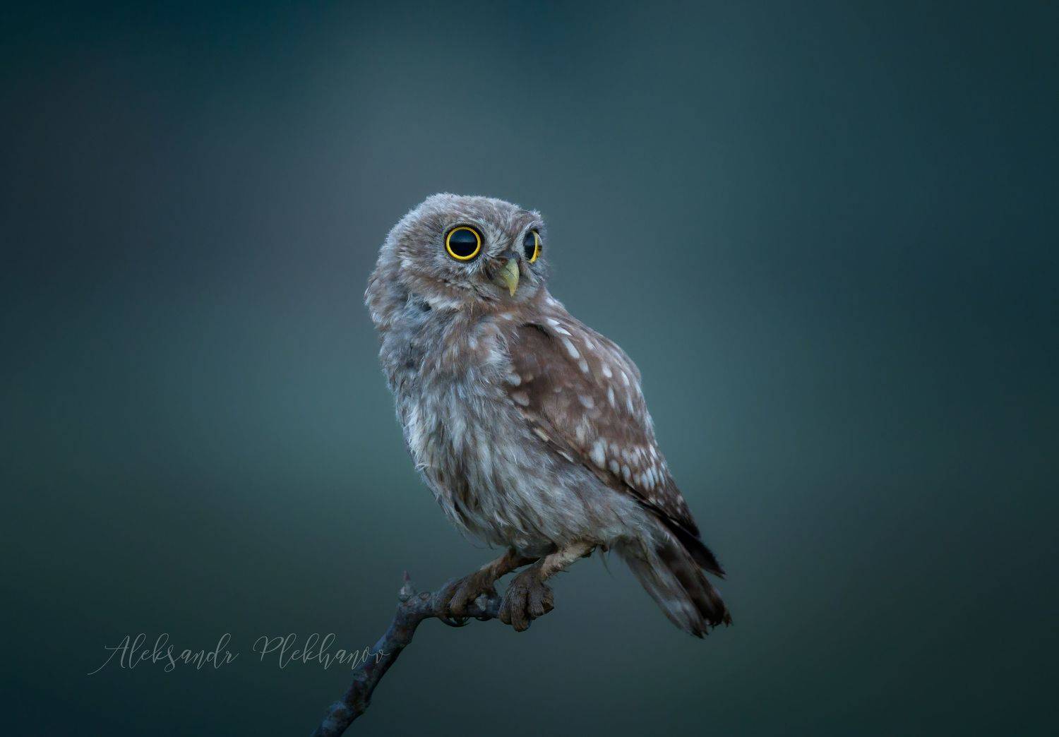 сумерки, Александр Плеханов