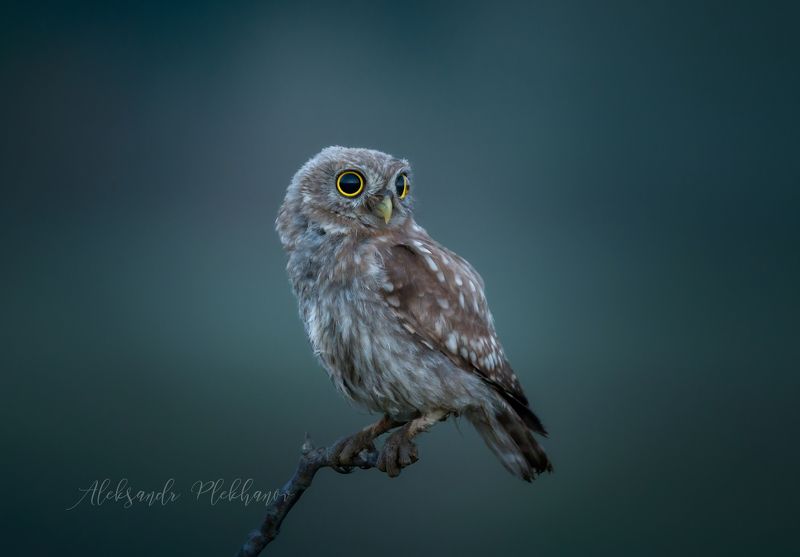 сумерки Сумерки фото превью