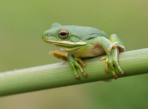 Квакша. Frog. Hylidae - Зеленая североамериканская Квакша