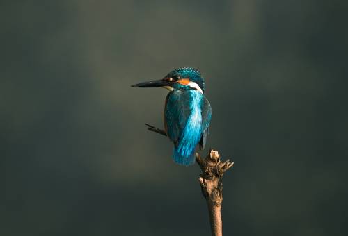 Common kingfisher