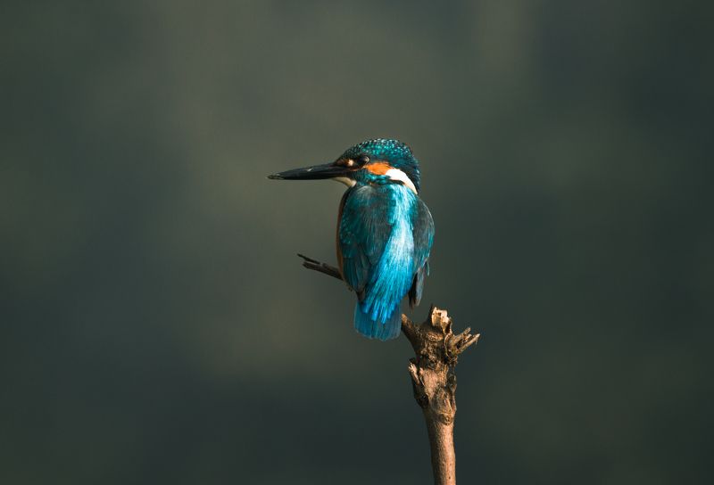 Common kingfisher фото превью