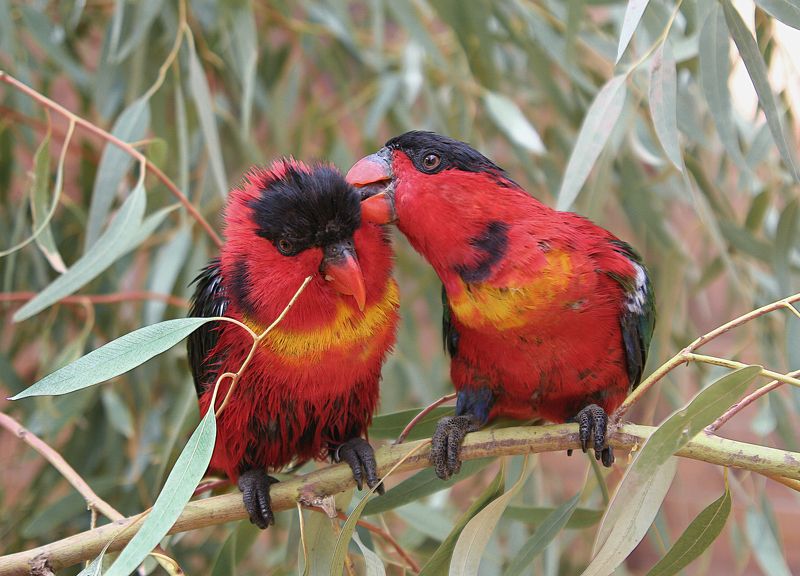 Сплетники фото превью