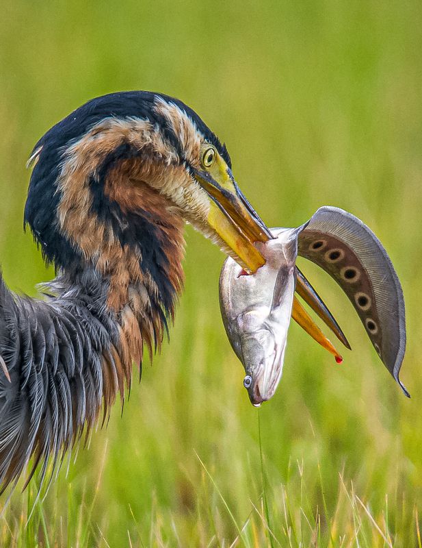 #wildlife #birdphotography #wildlifephotography #nikon Bullseye фото превью