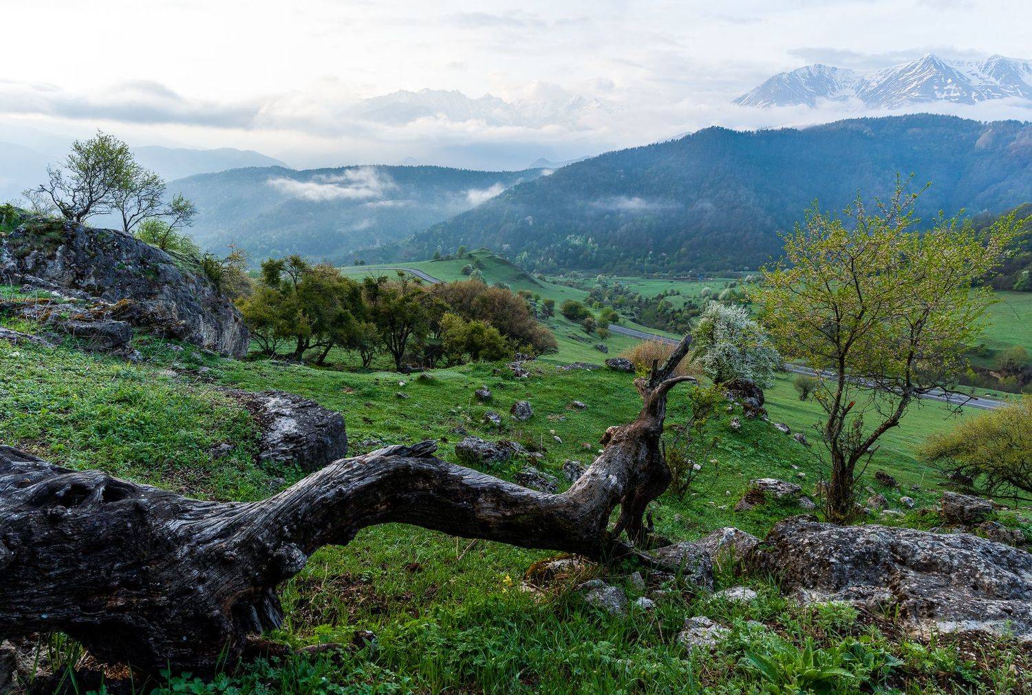 landscape, mountains, ingushetia, tree, green, field, пейзаж, кавказ, природа, горы, ингушетия, долина, Maria Pochikaeva
