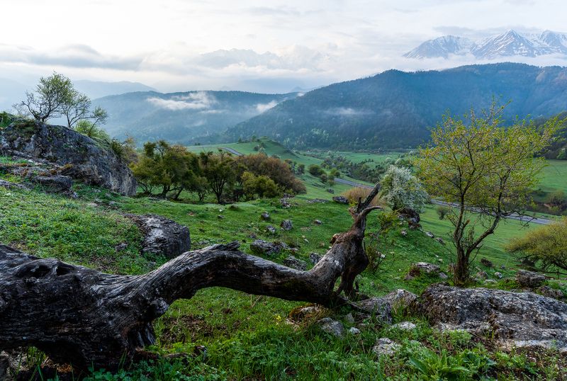 landscape, mountains, ingushetia, tree, green, field, пейзаж, кавказ, природа, горы, ингушетия, долина The land фото превью