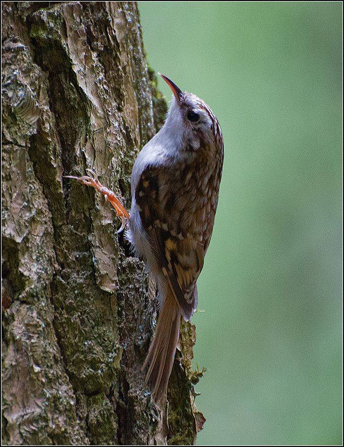москва, парк, птица, пищуха, АНАТОЛИЙ ДОВЫДЕНКО